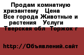 Продам комнатную хризантему › Цена ­ 250 - Все города Животные и растения » Услуги   . Тверская обл.,Торжок г.